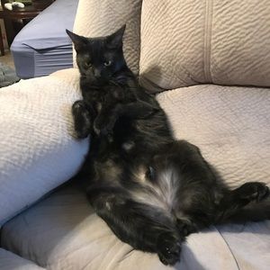 Meet your Posher, Chase